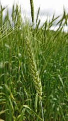 Fototapeta na wymiar Ear of barley