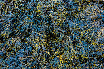 Seaweed growing over a rock at the seaside