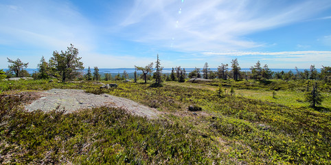 Summer panorama view at Riisitunturi, a fell and a national park in Kuusamo, Finland.  Peaceful evergreen trees in the clean and green nature landscape of Finnish Lapland.