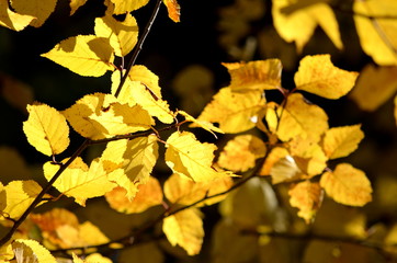 Sunlit glowing autumn leaves exemplifying beauty in India. Post-monsoon or autumn season, lasts from October to November in India. In the northwest of India, October and November are usually cloudless