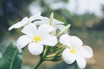 Fototapeta na wymiar Soft focus beautiful white plumeria flowers on the background of nature