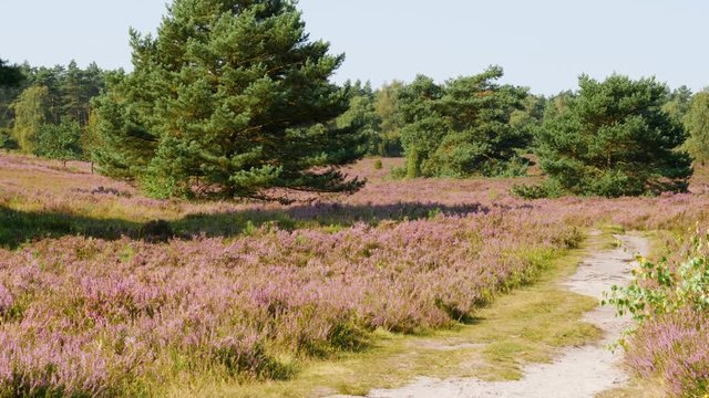 Lila Heidebl&uuml;te Landschaft L&uuml;neburger Heide / Heath Landscape with flowers