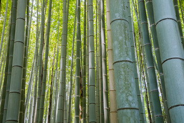 Bamboo grove forest in Kyoto Japan