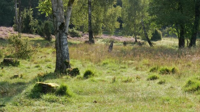 Einsamer Baum in gr&uuml;ner Landschaft mit Heidebl&uuml;te / Lonely Tree in Heath Moorlandscape