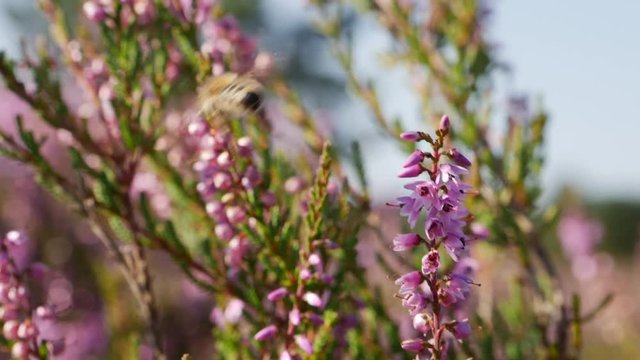 Biene an Blume in Zeitlupe / Bee on flower in Slowmotion 