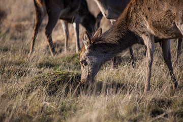 deer in the forest