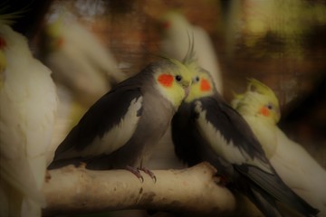 A couple parrots.
