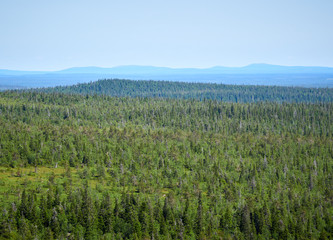 Summer landscape with spruce trees in the wilderness of Riisitunturi national park, a mountain in Lapland in Finland. Young trres on the foreground.
