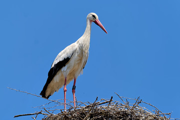 Weißstorch im Nest