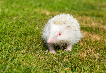 Naklejka na ściany i meble Hedgehog, rare, white, albino, wild, European hedgehog in natural garden habitat on green grass lawn and facing forward. Erinaceus Europaeus, Horizontal. Landscape