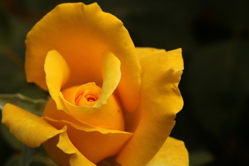 Yellow rose symbolising joy, peace, warmth and sunshine.