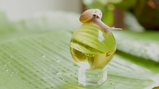 a snail is crawling in circles on a dry coconut, a snail is crawling on a yellow ball, two snails are crawling on a palm tree leaf.