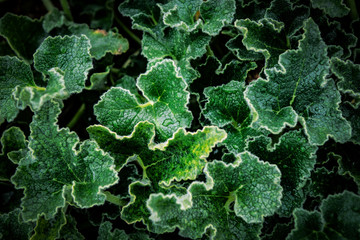 Creative layout made of green leaves. Flat lay. Nature background