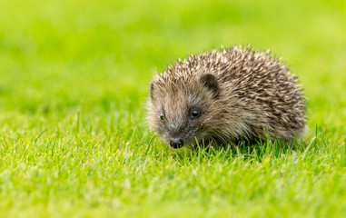 Hedgehog, young, wild, native hedgehog in natural garden habitat on green grass lawn and facing...