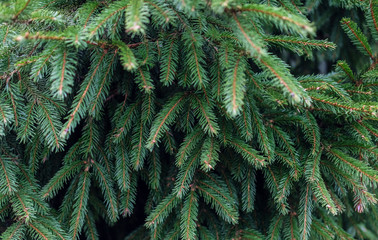 green pine tree branches