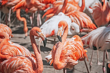 A flock of flamingos close up close in nature.