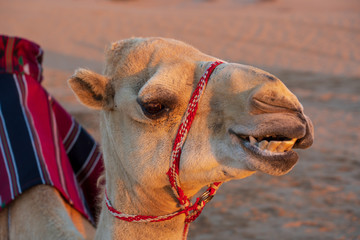 Camel at the desert