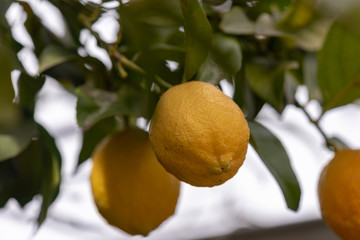 Fruit of lemon, on the branch