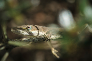lizard on a branch