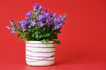 Campanula bellsflowers in small pot