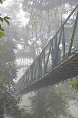 Cloud Forest Bridge
