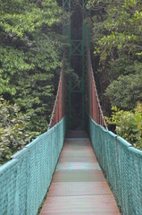 Rainforest Bridge