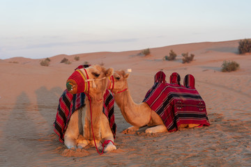 Camel at the desert