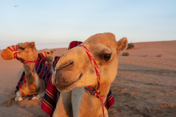 Laughing Camel at the desert