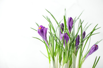 Blue crocuses isolated on a white background