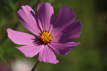 Fototapeta premium The flower of the field.