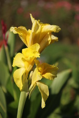 Fototapeta premium Canna flower of yellow color.