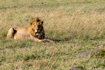 Fototapeta premium A male lion sitting relaxedly in the plains of Africa inside Masai Mara National Park during a wildlife safari