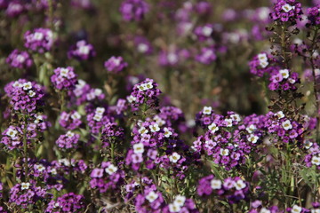 Field flowers forget-me-nots.