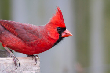 red cardinal