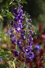 Obraz premium Flower bell.