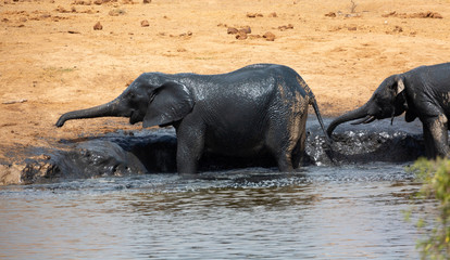 elephants  splashing