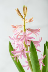 Light pink hyacinth flower