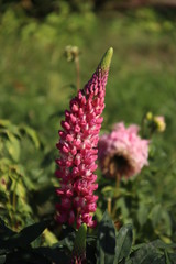 Lupin flower.