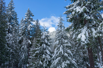 Winter trees at Mount Rainier national park
