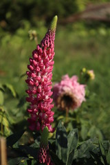 Lupin flower.