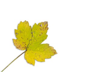 yellow colored autumn leaves.turkey 