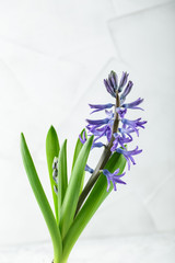 Light lue hyacinth flower