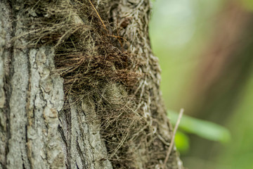 thick moss on tree