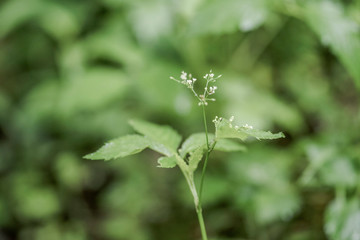 wispy white flower on green