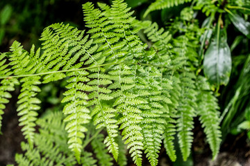 green mountain ferns