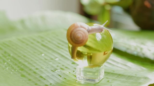 a snail is crawling in circles on a dry coconut, a snail is crawling on a yellow ball, two snails are crawling on a palm tree leaf.