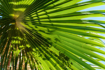 natural background. large green palm leaf in the sunlight filling the sky