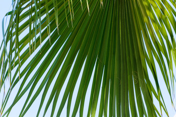 large hanging green leaf of a palm tree against the blue sky