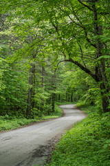 Fototapeta premium NC Mountain Road