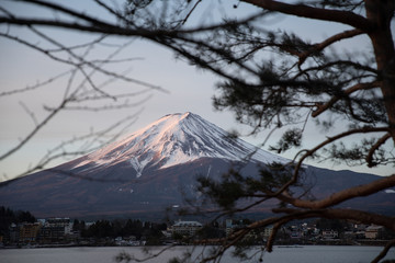 Fuji monutain in late winter with a tree in the foreground